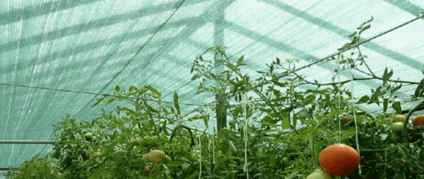 Mreža za sjenu / hlad premium – Radi 80% sjene - Image 13