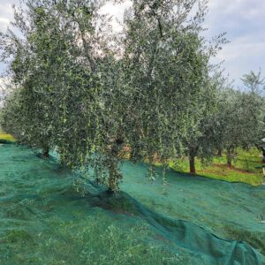 Mreža za berbu Maslina  4 x 8 m bez proreza