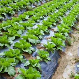 Platno, Agrotekstil protiv Korova 1,20 x 10 metara 20mic. Niske gustoće